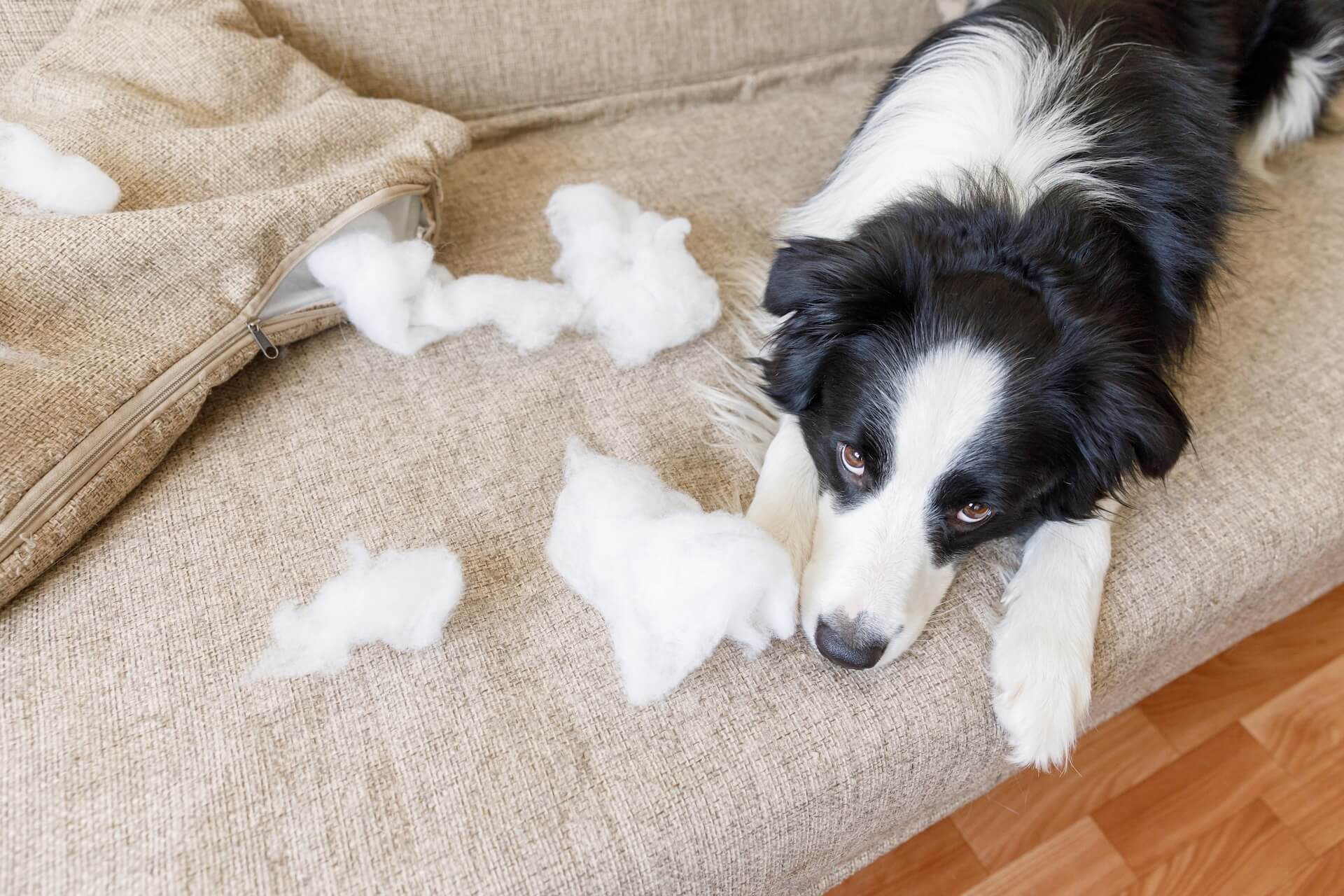 Pet Behavioral Medicine in Whitehouse Station, NJ 