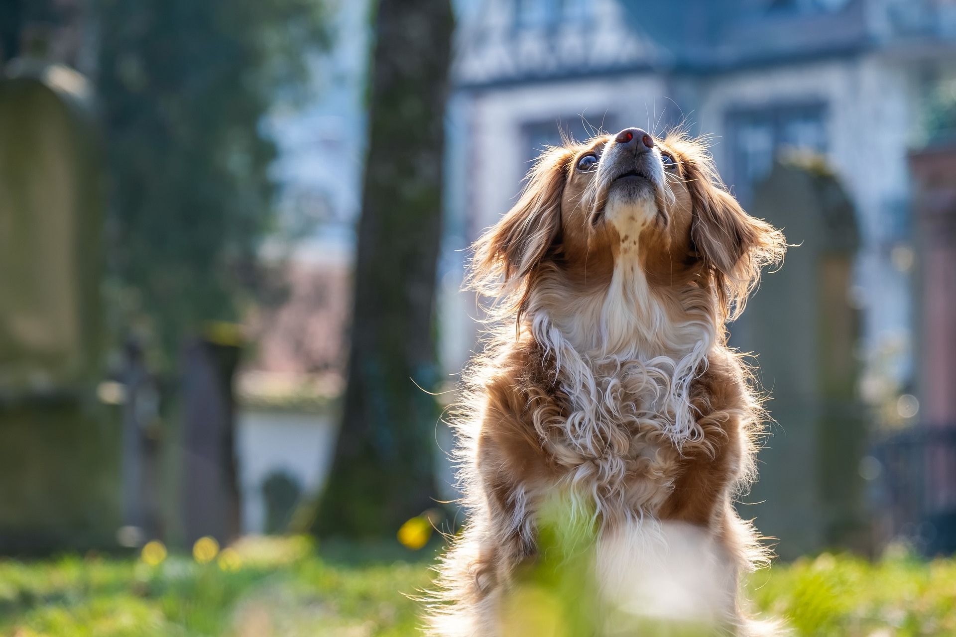 dog in grass