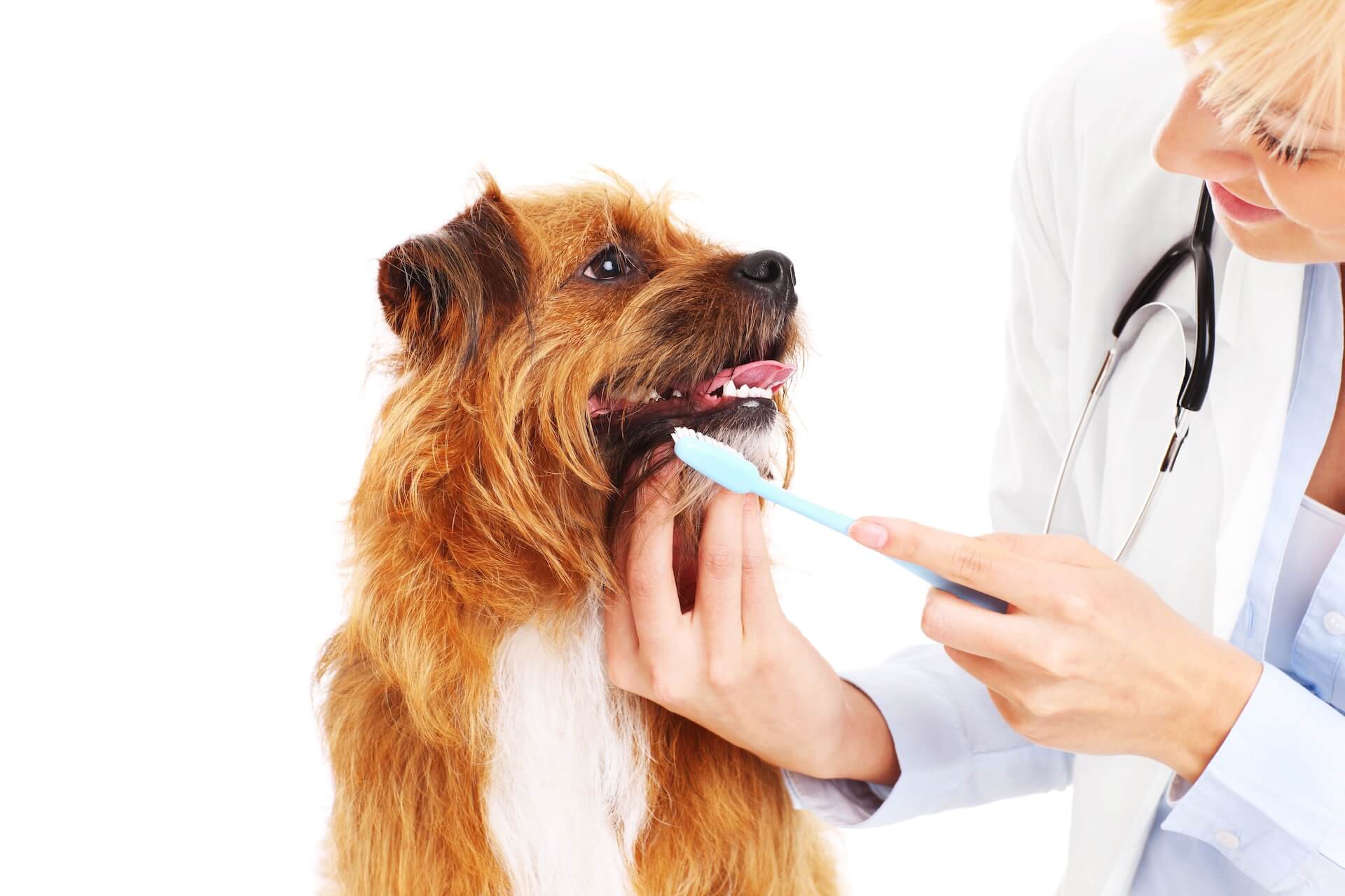Pet Dental Care in Whitehouse Station, NJ 