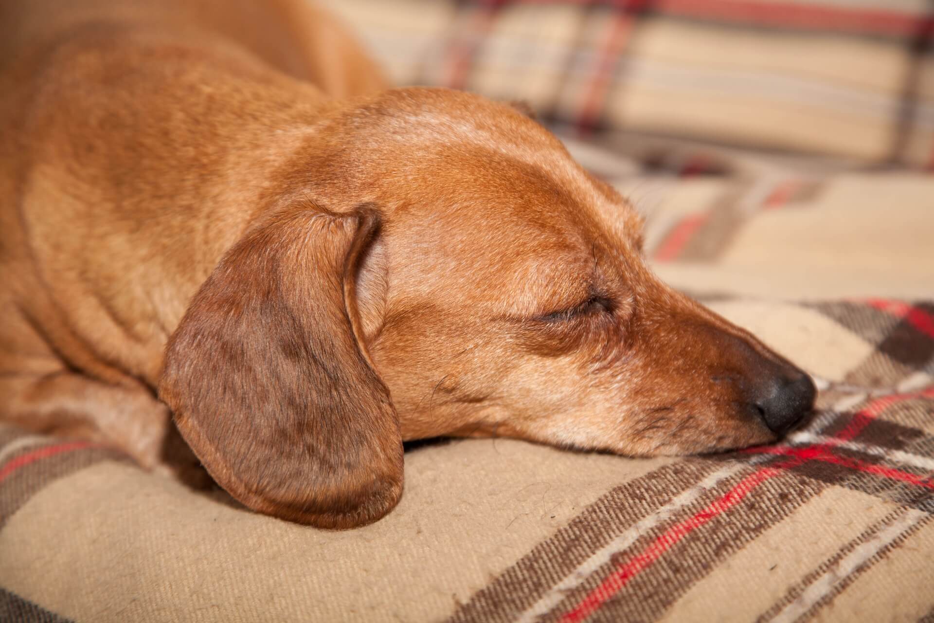 Pet Hospice and Euthanasia in Whitehouse Station, NJ 