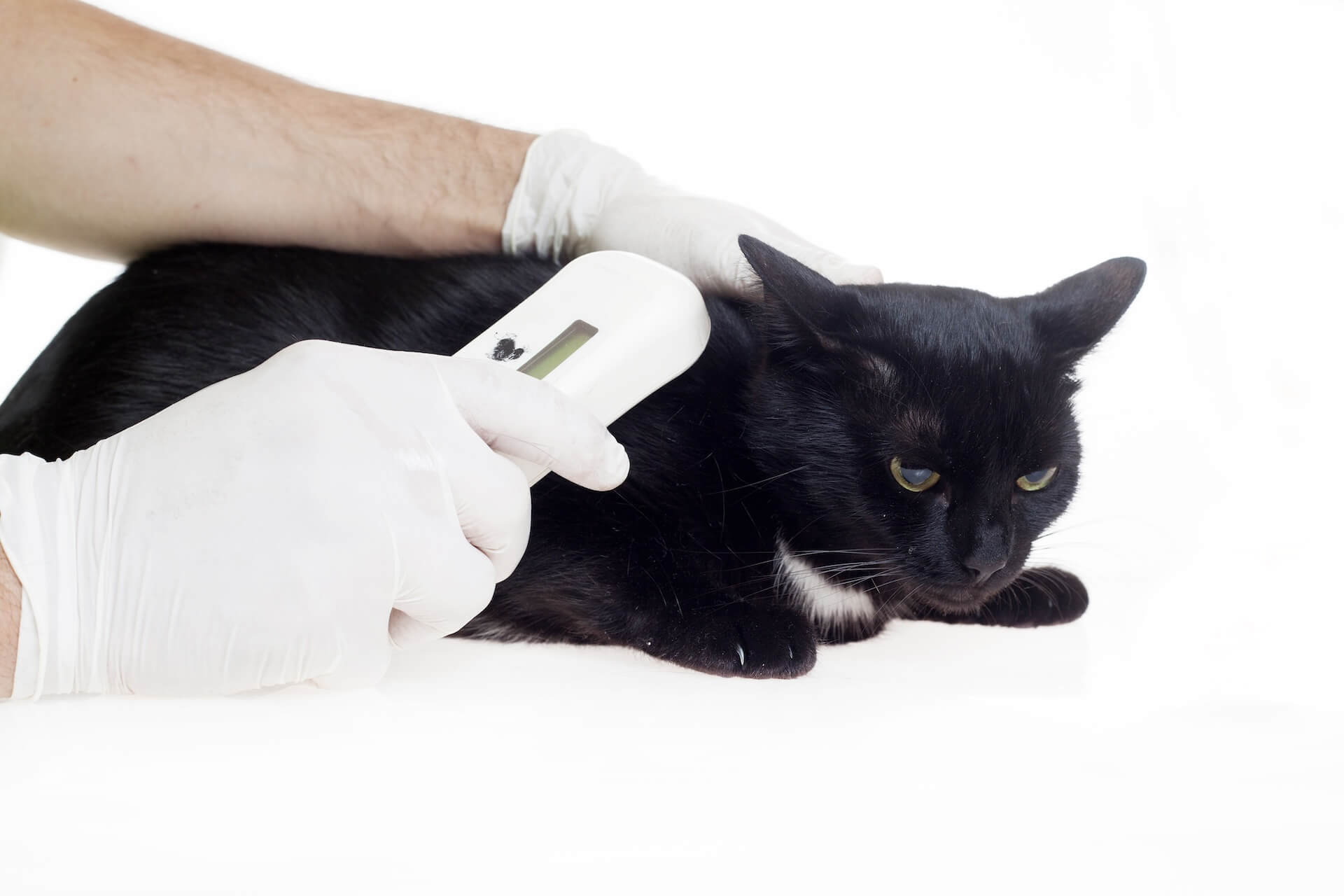Pet Microchipping in Whitehouse Station, NJ 