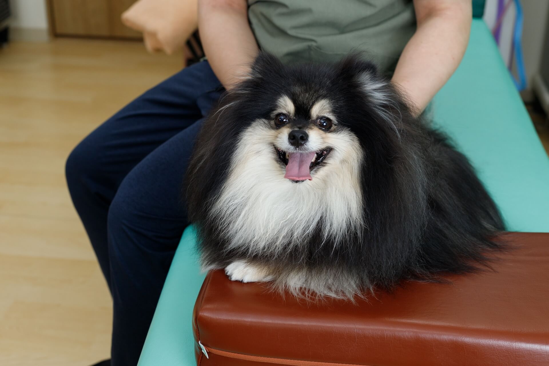 Pet Pain Management in Whitehouse Station, NJ 