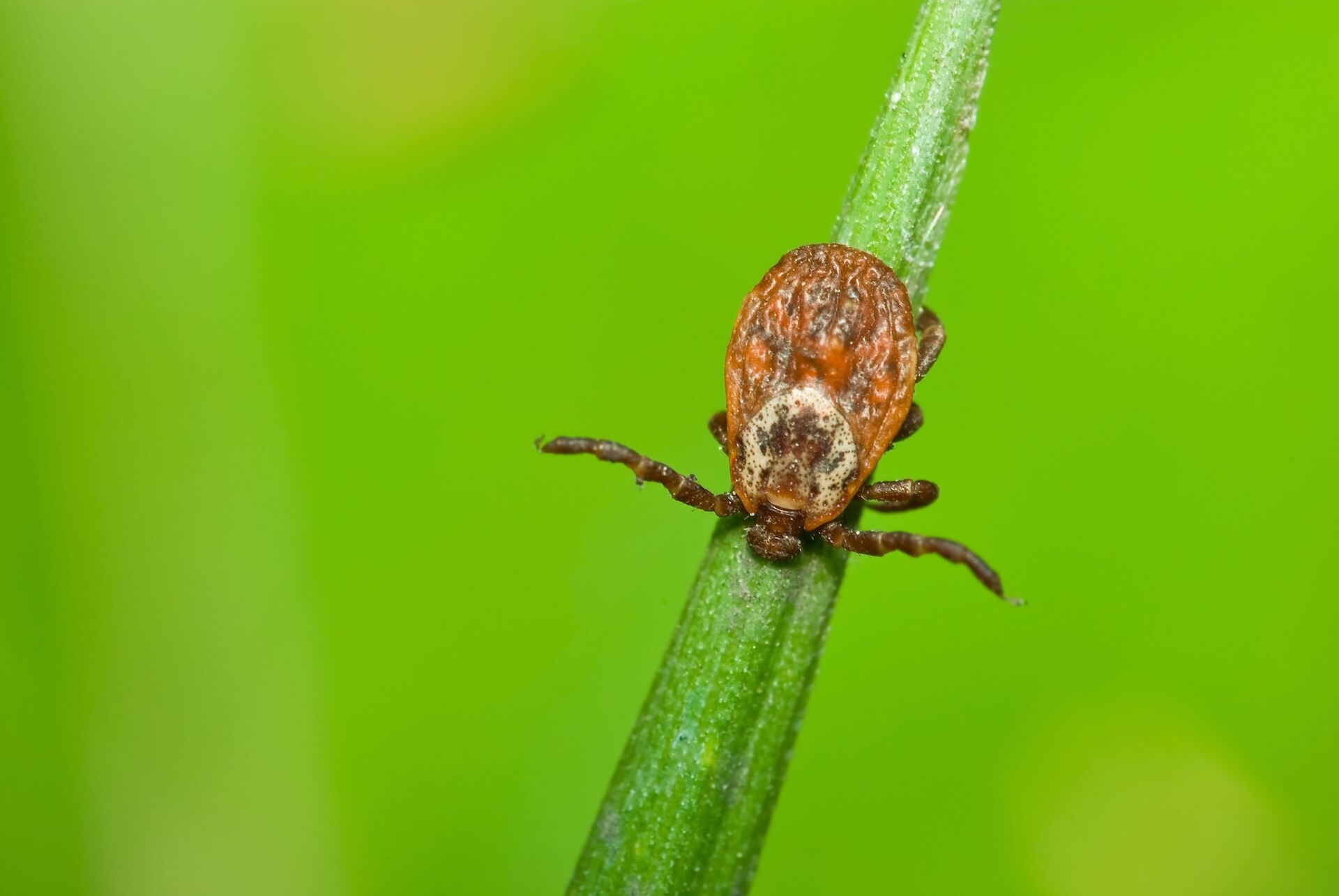 Pet Parasite Prevention in Whitehouse Station, NJ 