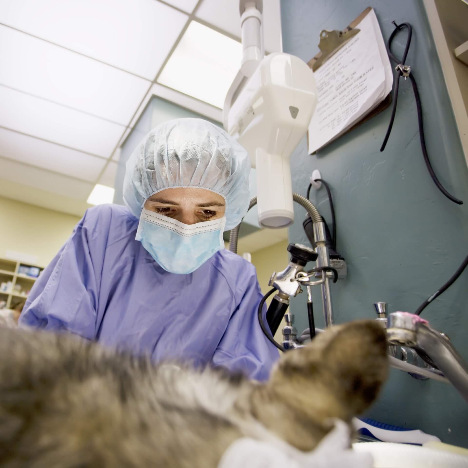Pet Surgery in Whitehouse Station, NJ 