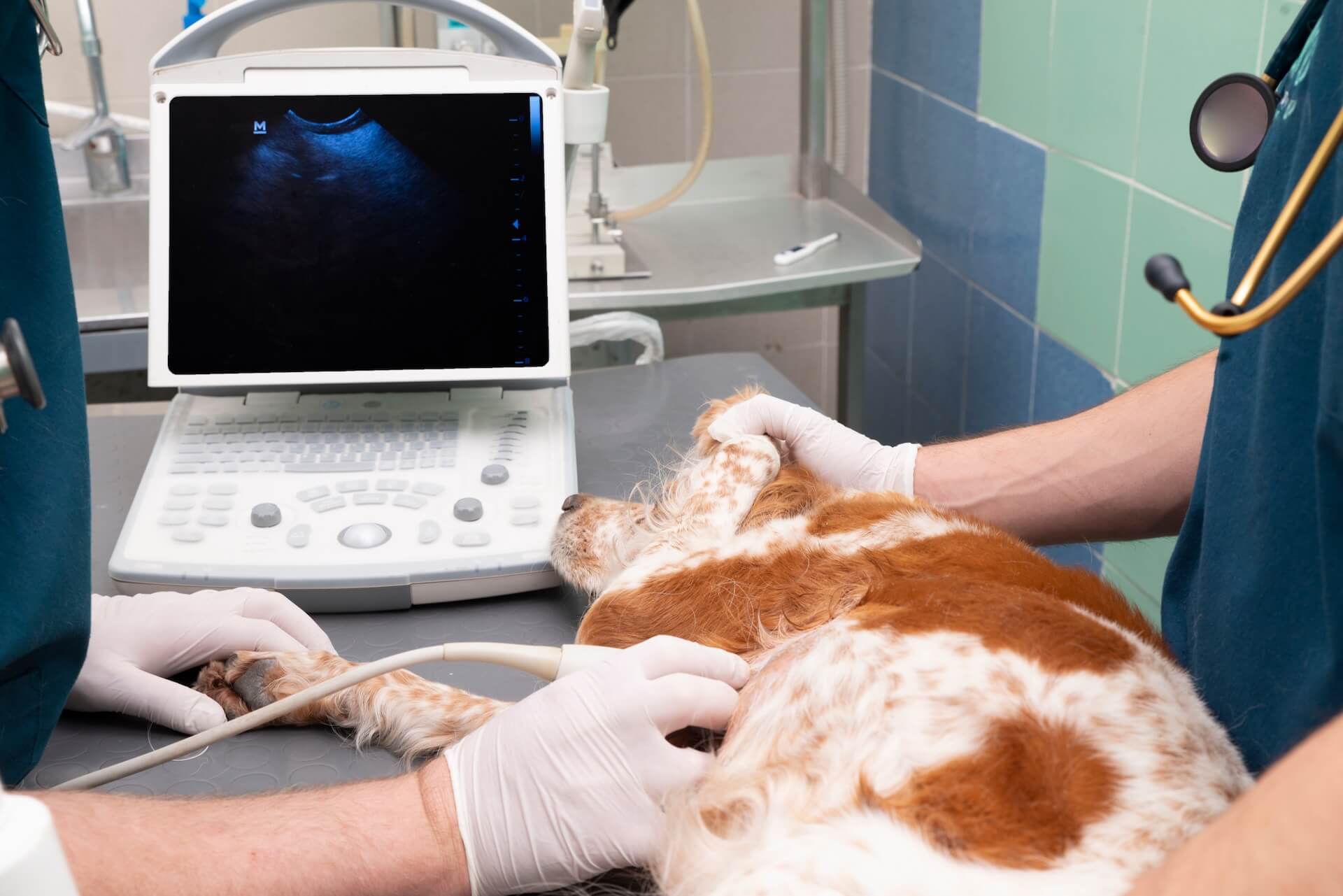 Pet Ultrasound in Whitehouse Station, NJ 