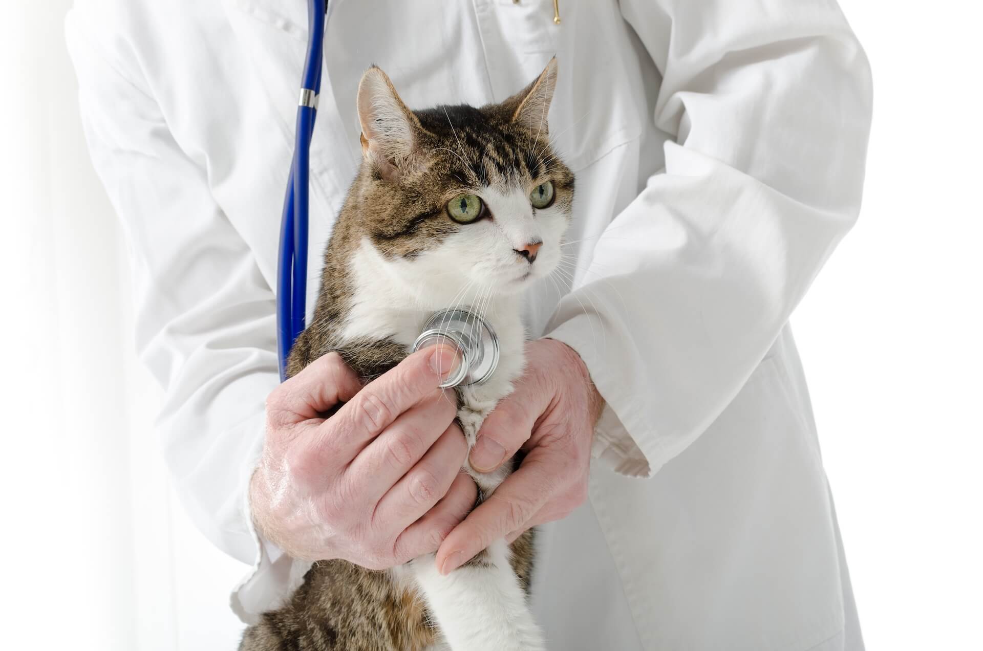 Pet Wellness Exams in Whitehouse Station, NJ 