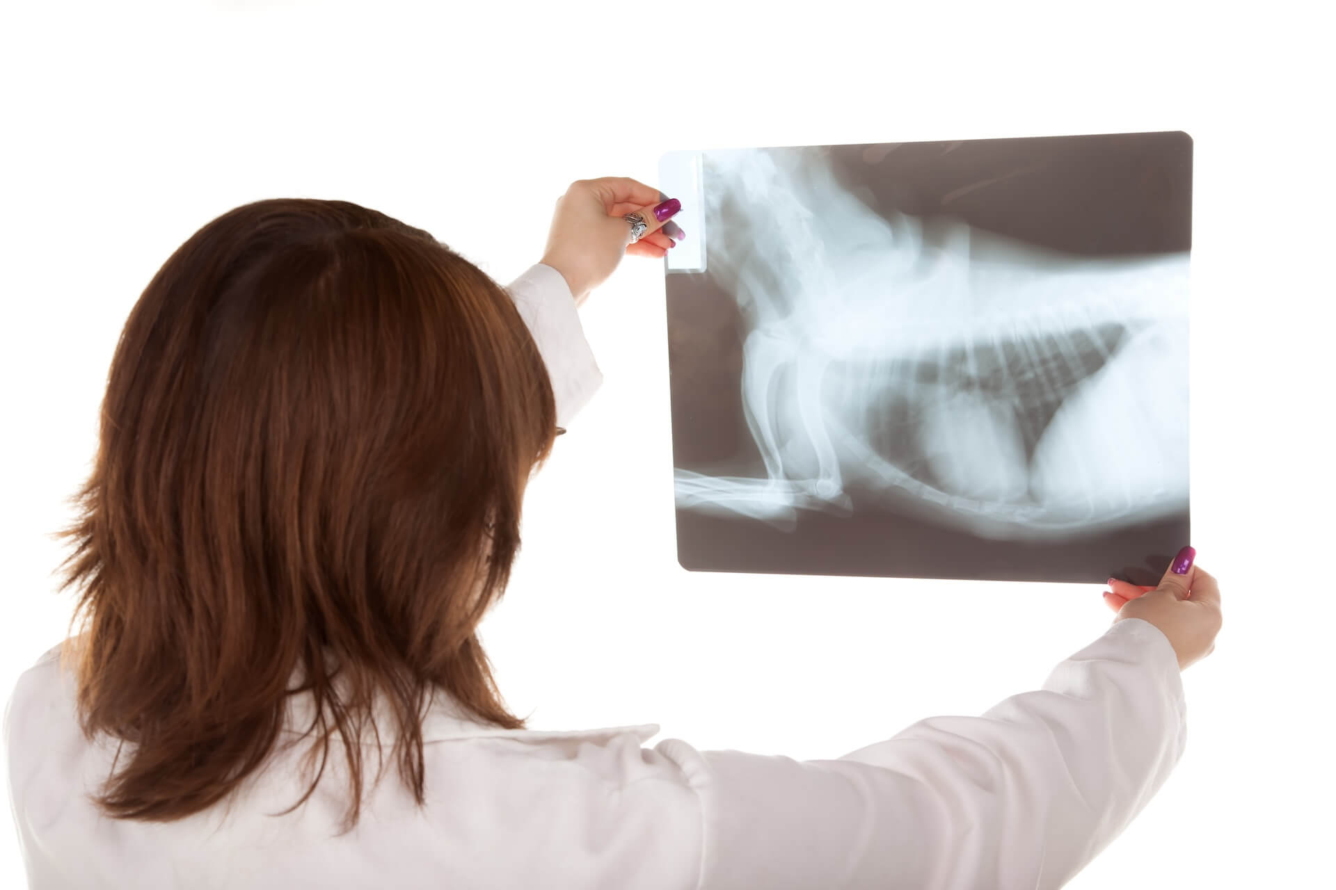 Pet Xrays in Whitehouse Station, NJ 